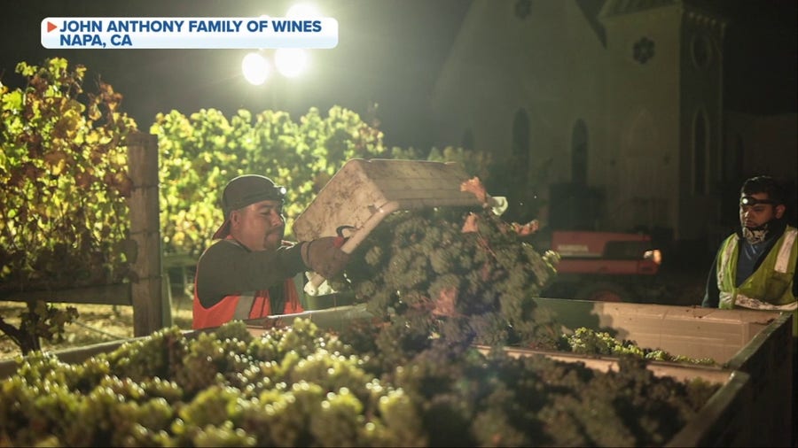 California winemakers walking fine line between ripe and rot due to weather