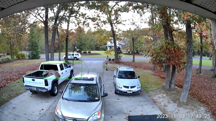 Crazy video: Deer jumps over sedan but lands on pickup in New Jersey