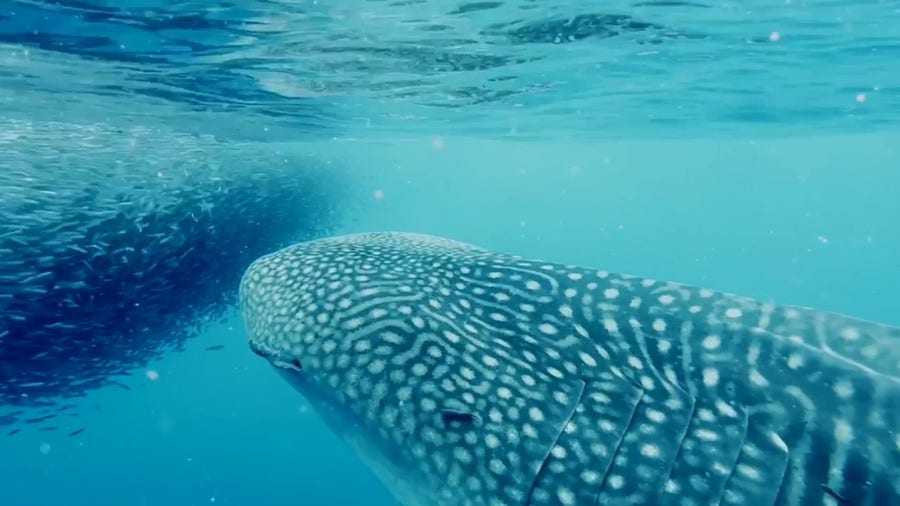 'Rarely seen' 30-foot whale shark spotted near Hawaii