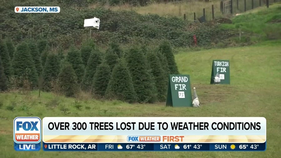 Drought, freeze affects Christmas tree production