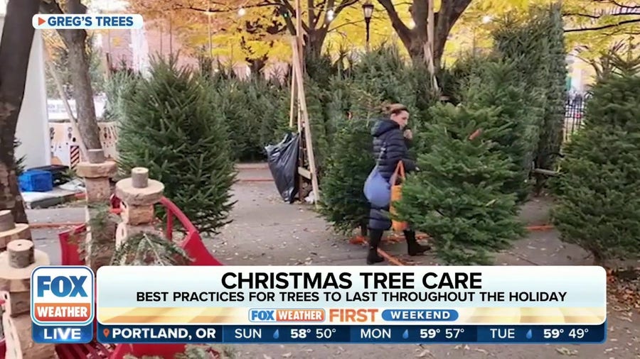 Learn the best way to care for a Christmas tree to keep it looking great to the New Year