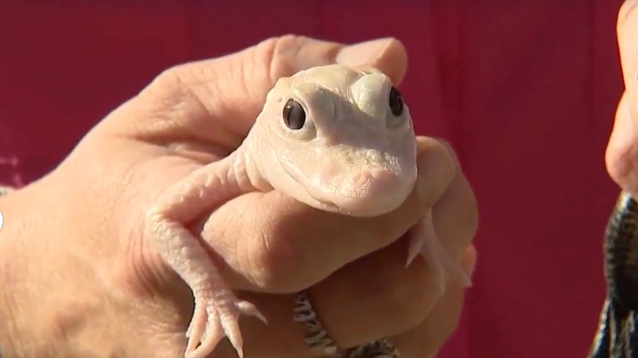 Rare white gator born in Florida
