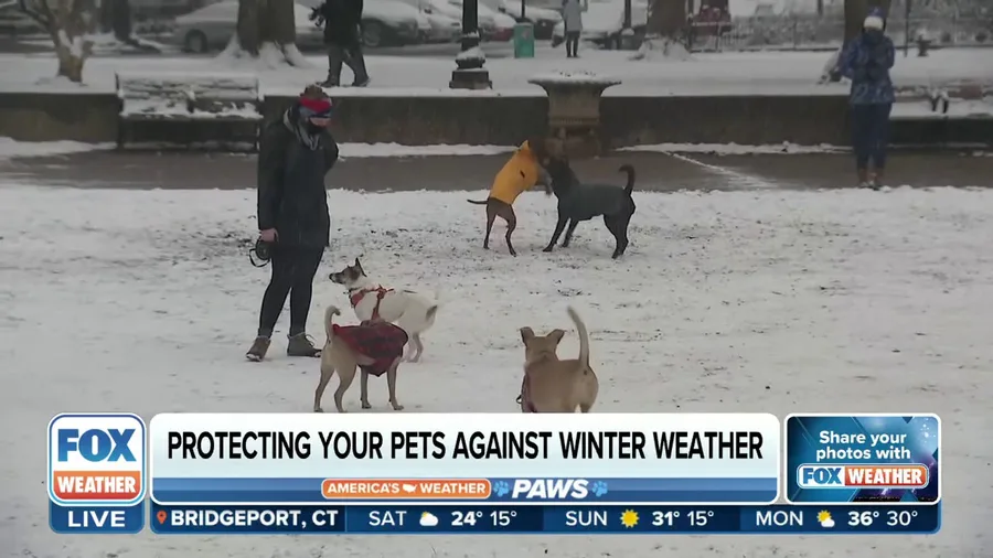 Learn how to protect your pets in the winter with these top veterinarian tips