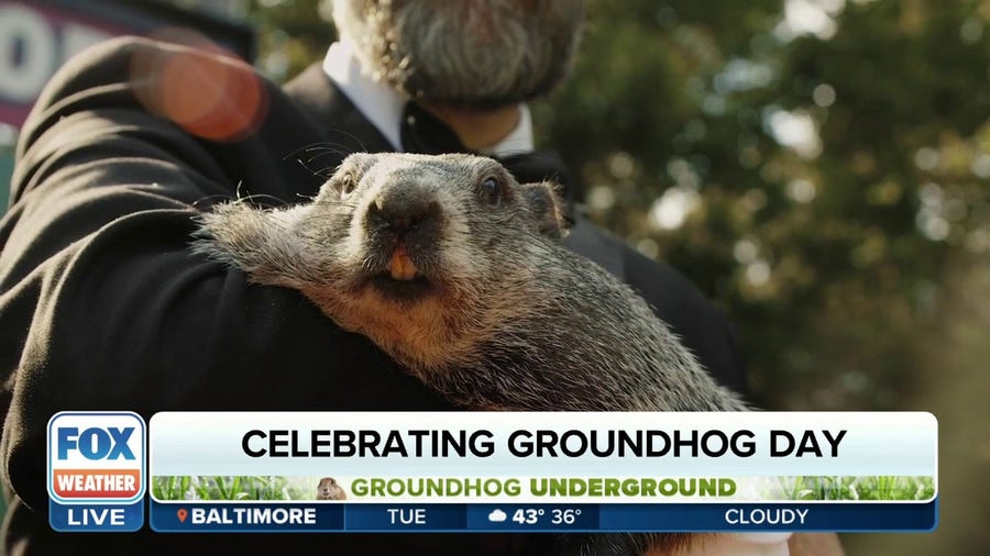Meet Punxsutawney Phil, how did the celebration start?