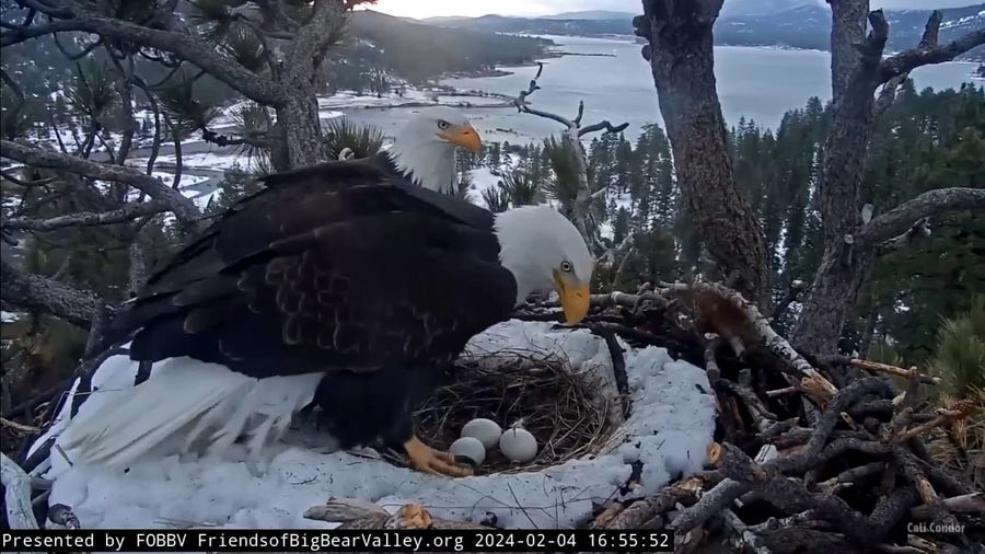 Stiff winds rock the eagle nest ahead of the atmospheric river