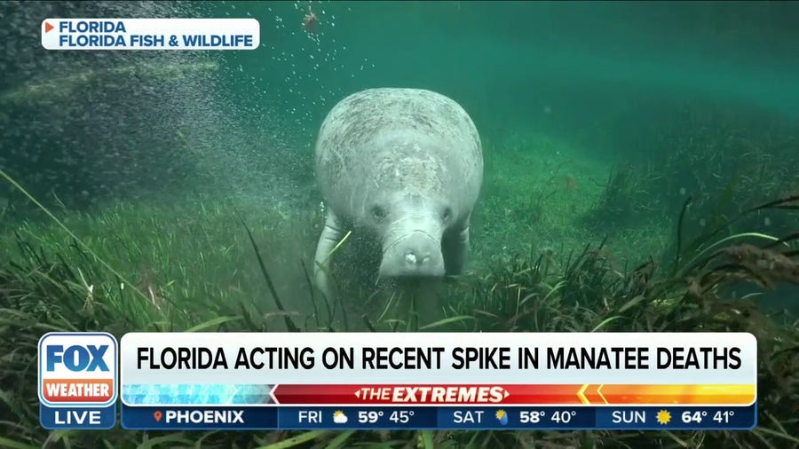 Manatees prepare to leave winter habitats in Florida