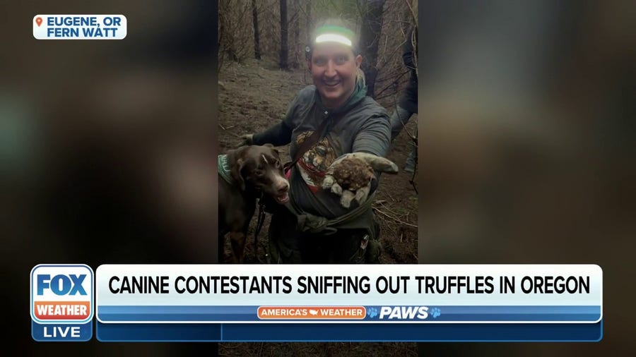 Watch: Truffle hunting dog