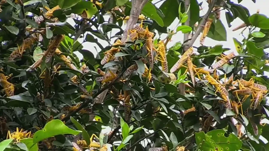 Watch: Swarms of locusts feast on African crops