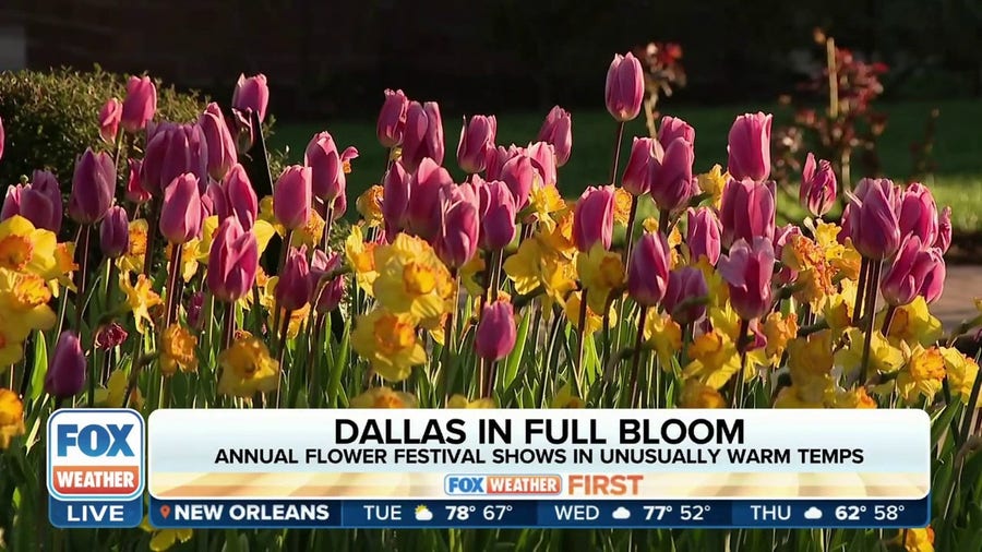 Visitors to Dallas Blooms flower festival enjoying unusually warm temperatures