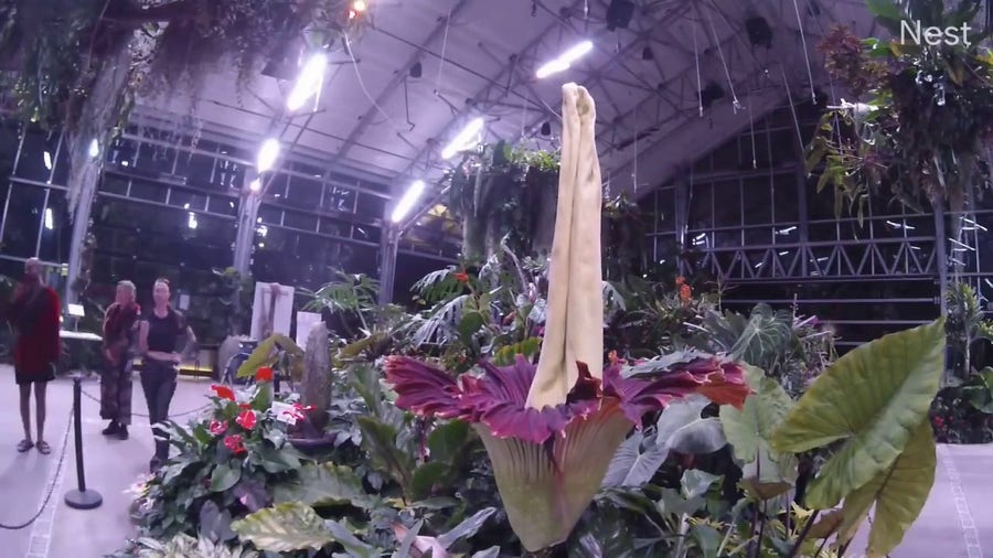 Watch: Time lapse of rare corpse flower bloom