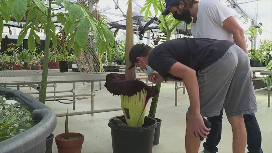 People flock to smell Kansas corpse flower