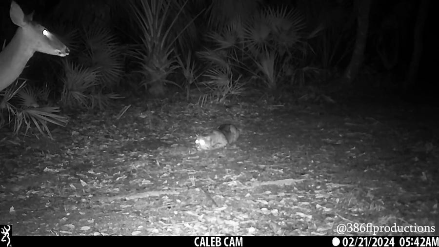 Caught on camera: Bobcat, deer encounter in Florida