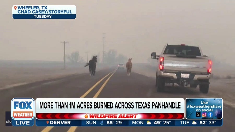 Largest wildfire in Texas history having major impact on livestock