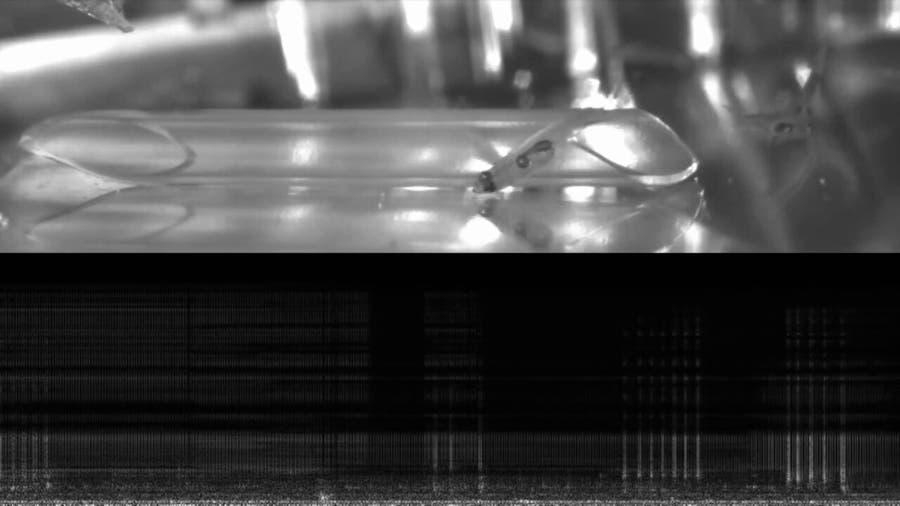 See: Mini fish makes noise as loud as fireworks