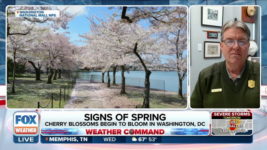 Cherry blossoms begin to bloom in Washington, D.C.