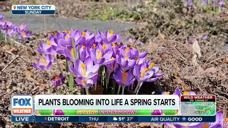 How a warmer winter will impact spring flowers and plants