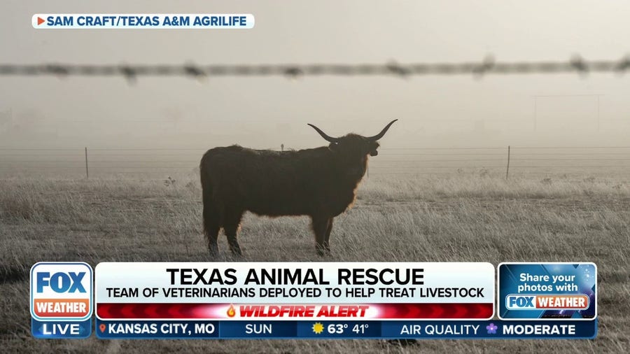 Veterinarians deployed to help livestock threatened by massive Texas wildfires