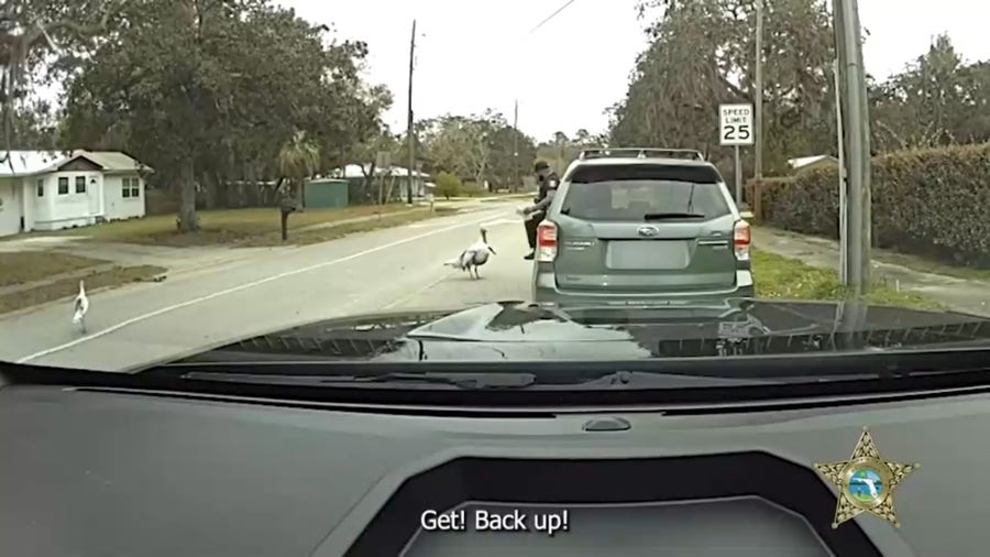 Florida deputy attacked by 'irritated' turkey during traffic stop