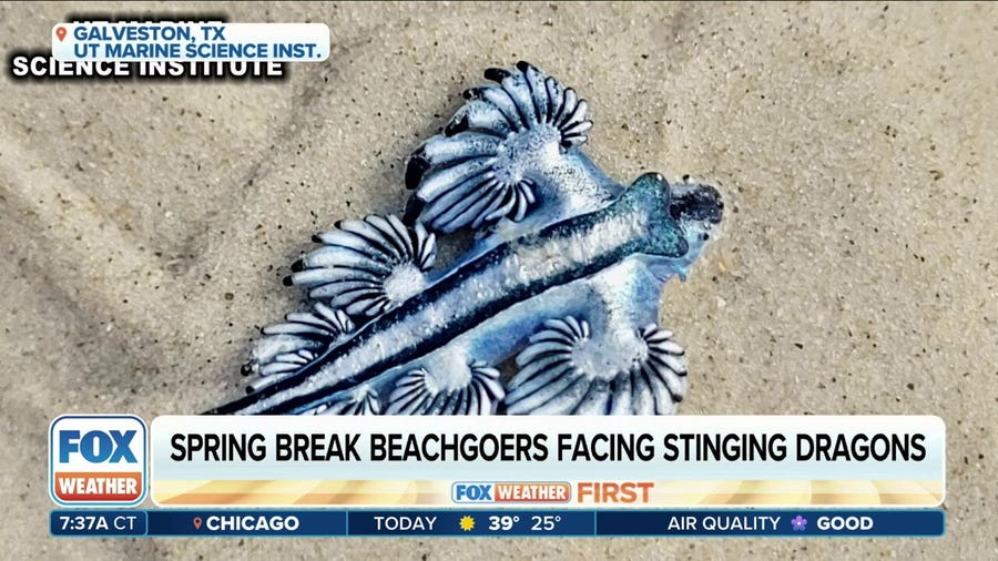 Venomous sea slugs threaten Texas spring break beachgoers