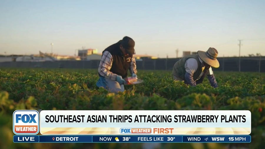 Invasive insect threatens Florida strawberry crop