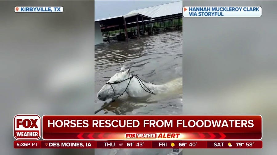Horses rescued from floodwaters in East Texas