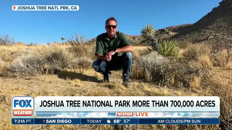 Joshua Tree National Park is home to nearly 800 species of plants