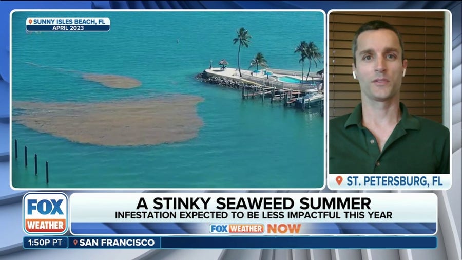 Will the annual seaweed invasion threaten Florida beaches in 2024?