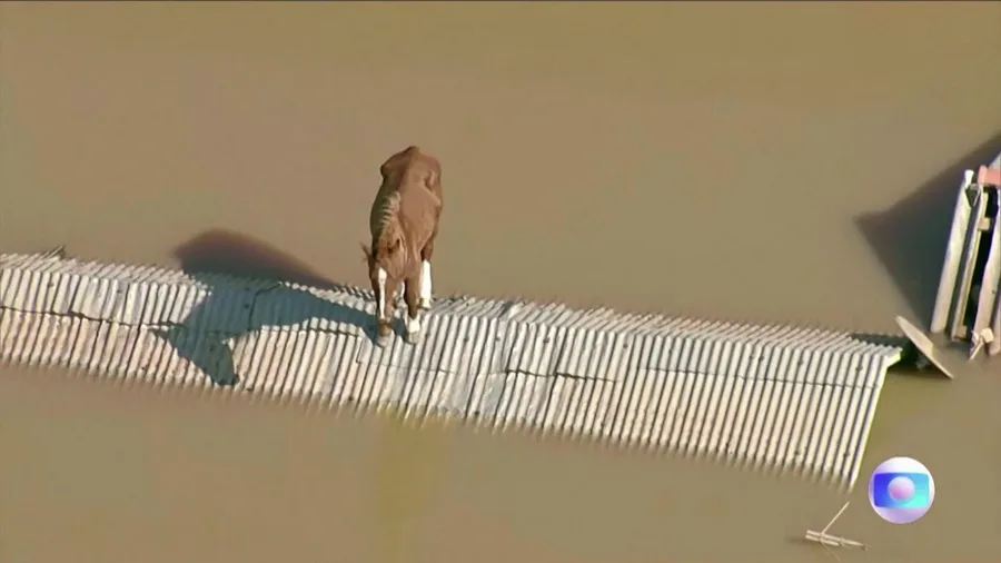 Trapped horse on rooftop by floods in Brazil rescued by volunteers