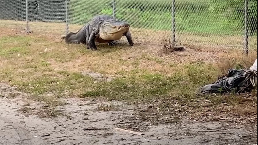 Florida deputies wrangle 12-foot gator from school path