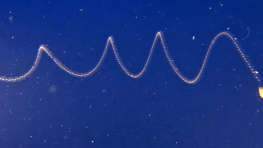 Video shows graceful migration of salps swimming off coast of Hawaii