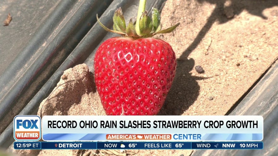 Record Ohio rain slashes strawberry crop growth