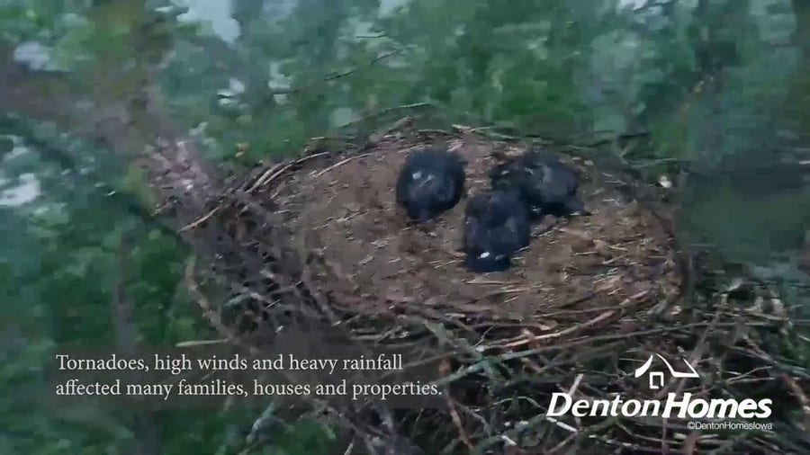 Watch: Bald eagle nest with eaglets blown down by storm, parents return to no trace