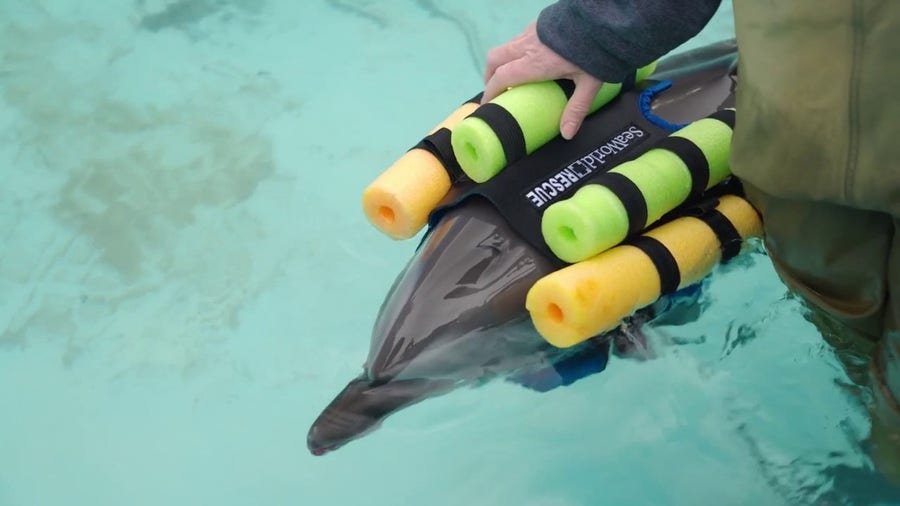 Watch: Rescued dolphin calf grows stronger at SeaWorld