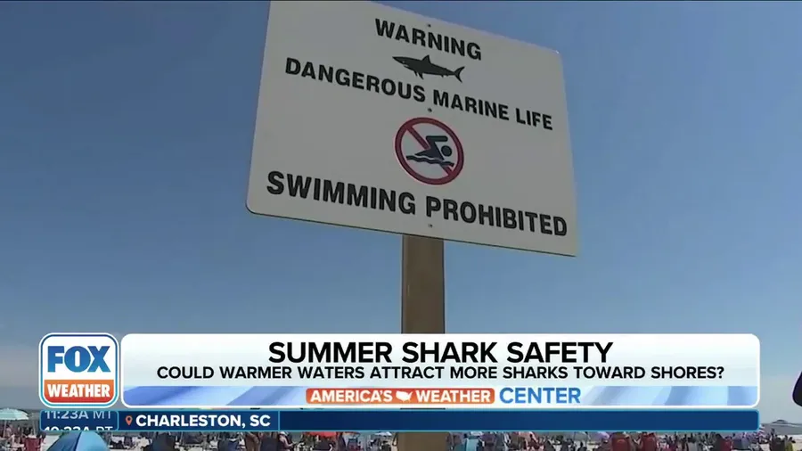 Keeping clear of sharks this summer