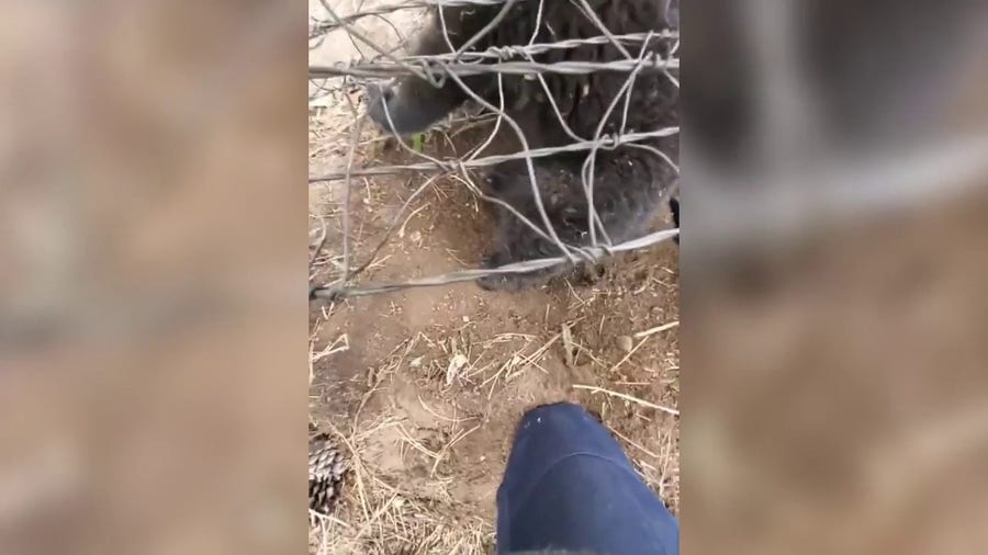 Colorado rangers help free crying bear cub stuck in wire fence