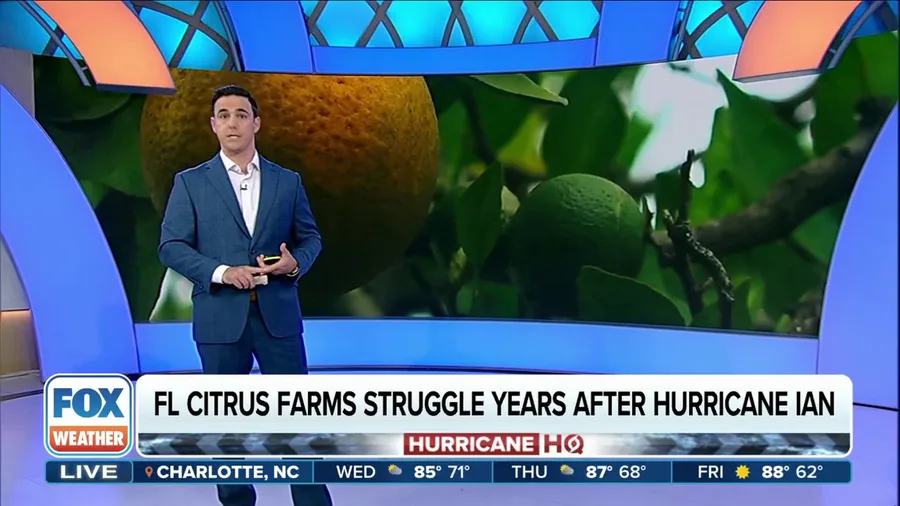 Florida OJ crop struggles years after Hurricane Ian as new hurricane season starts