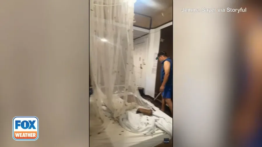 Tourists accidentally let hundreds of moths into hotel room in Thailand