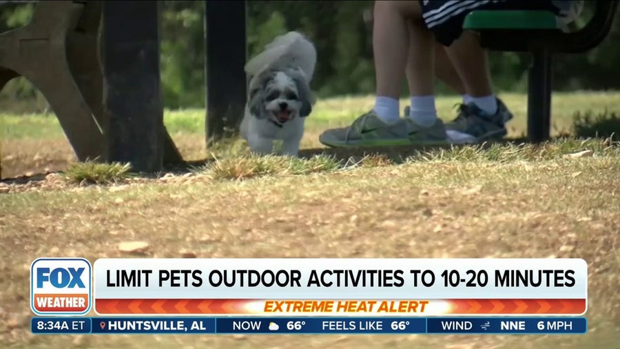 Temperatures over 90 degrees can pose risk for pets