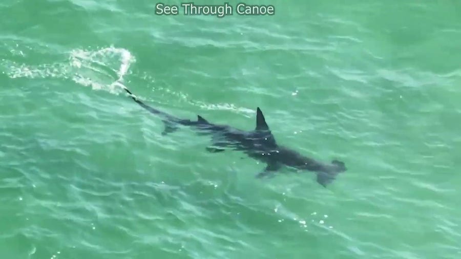 Large hammerhead shark spotted hunting near swimmers in Florida