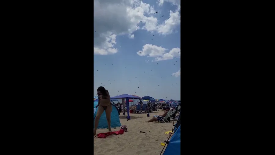 Dragonflies swarm beach in Rhode Island