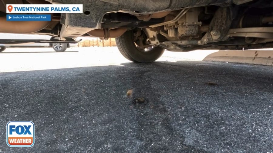 Watch: Bees swarm underneath vehicle at California's Joshua Tree National Park