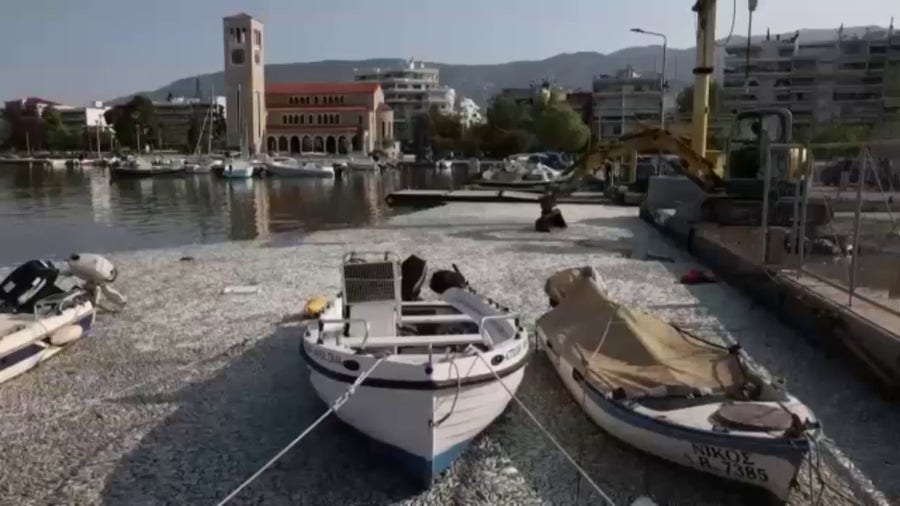 Stinky, dead fish float in popular Greek port after historic floods