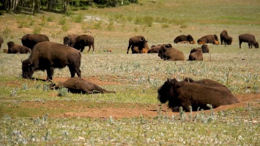 Bison at North Rim of Grand Canyon National Park