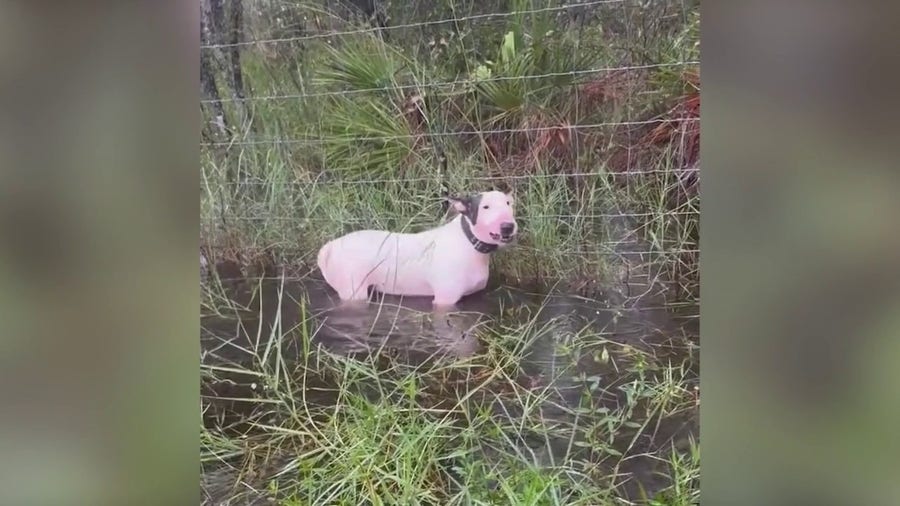 Florida Highway Patrol troopers rescue dog tied to pole during Hurricane Milton