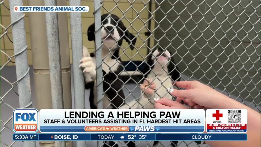 Animals transported from Florida shelters devastated by Hurricane Milton