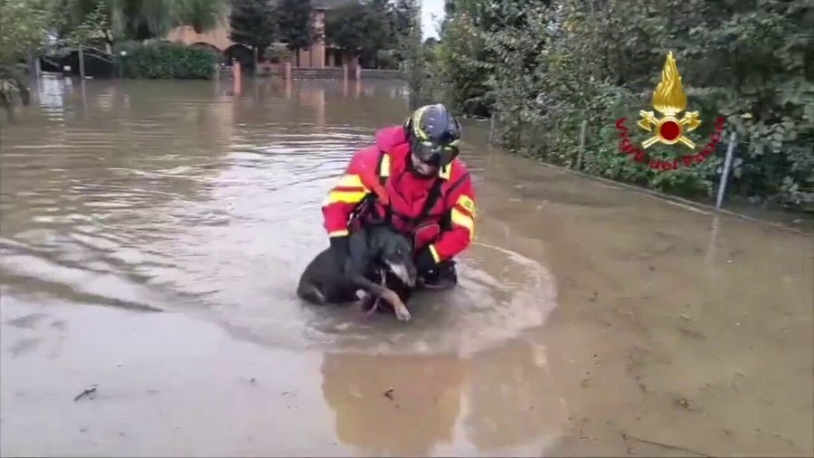 Watch: Italian firefighters save dogs trapped in floodwaters