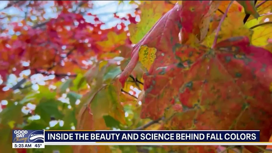 Midwest fall foliage starts to reach peak season