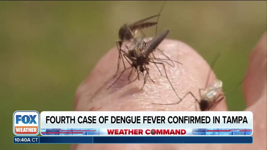 Fourth case of Dengue Fever confirmed in Tampa Bay