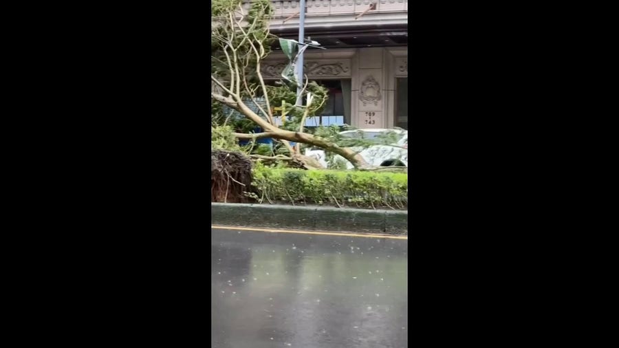 Watch: Typhoon Kong-rey topples trees in Taipei