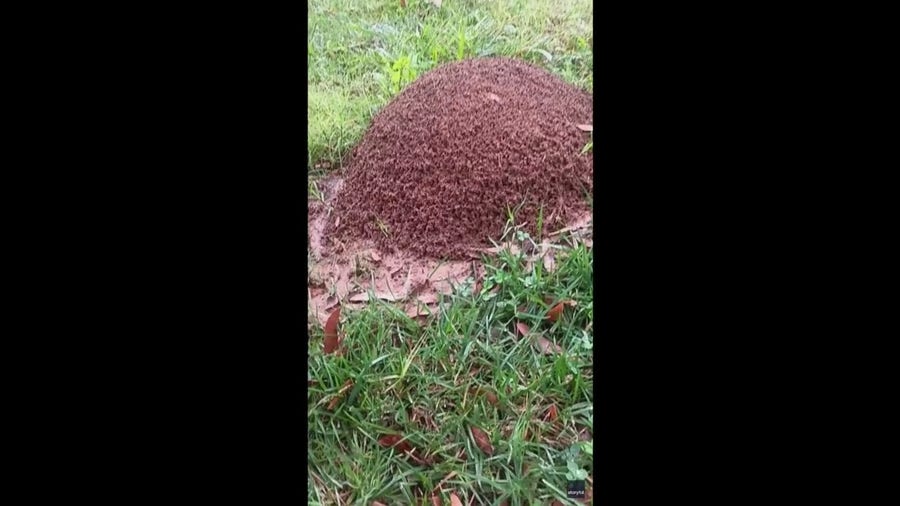 Man encounters massive anthill in Tennessee park